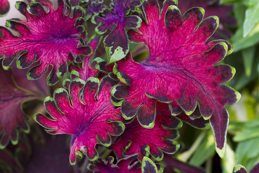 Coleus Photograph - Are We Really Just Leaves? by Sandra Foster