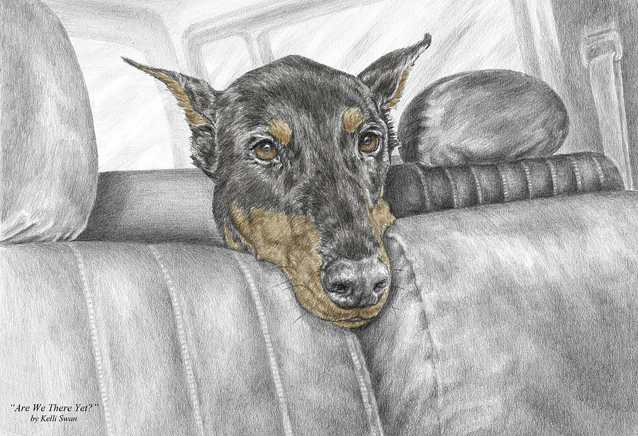 Are We There Yet - Doberman Pinscher Dog Print color tinted Drawing by Kelli Swan
