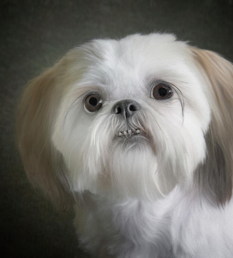Are You Going to Eat That? - Shih Tzu Photograph by Mitch Spence