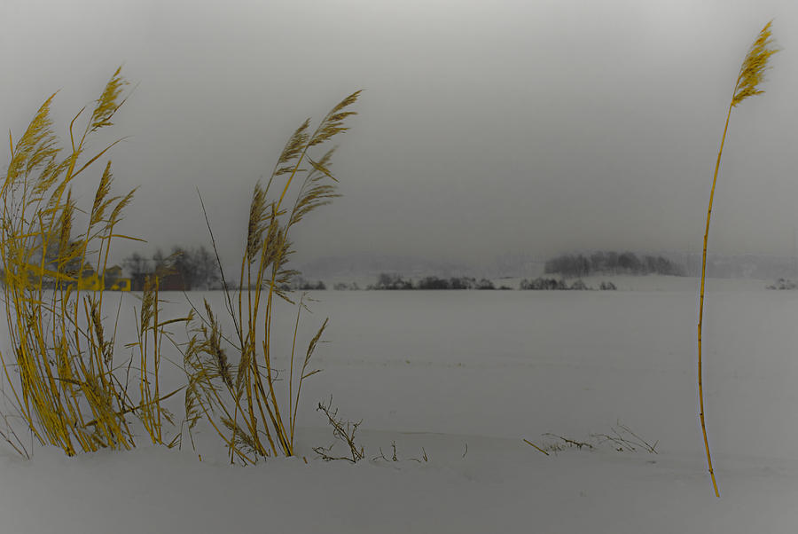 Winter Photograph - Are you lone... by Ove Rosen