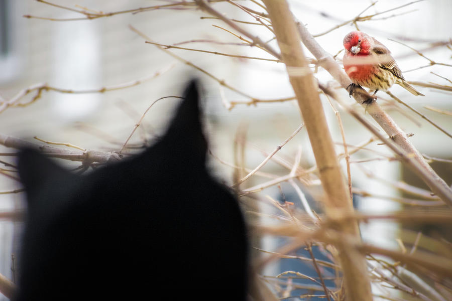 Bird Photograph - Are you lookin at me? by Corey OHara Bird Photograph - Are you lookin at me? by Corey OHara