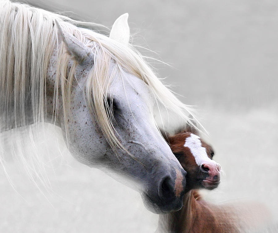 Horse Photograph - Are you ok son      I feel soooo good mom by ELA-EquusArt  