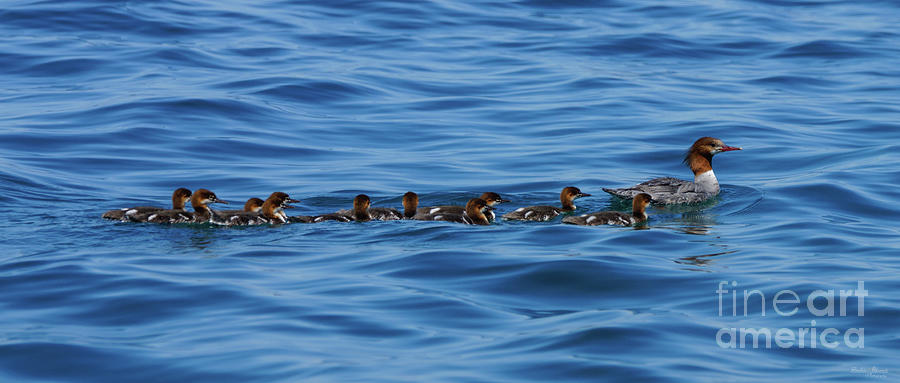 Are Your Ducks In A Row? Photograph by Jennifer White