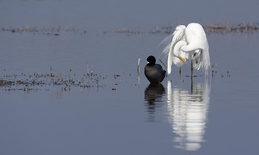 Arent You Ready Yet? -- Egret and Coot in Merced National Wildlife Refuge, California Photograph by Darin Volpe