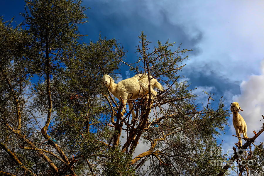 Argan Oil Morocco Goats in Tree 2 of 5 Photograph by Chuck Kuhn