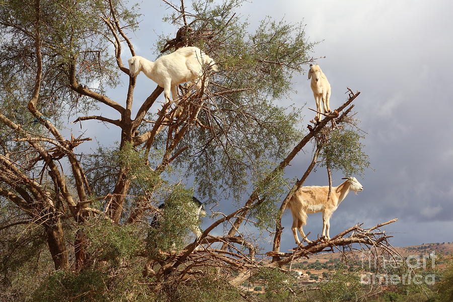 Argan Tree Goats Eats Nut Seeds Makes Argan Oil Photograph by Chuck Kuhn