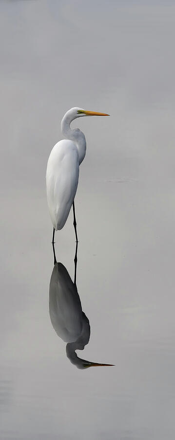 Egret Photograph - Argent Mirror #2 by Paul Rebmann Egret Photograph - Argent Mirror #2 by Paul Rebmann