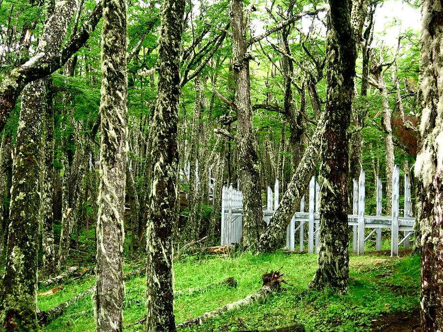 Argentina Trees Photograph by Ariane Moshayedi