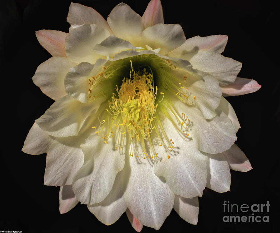 Argentine Cactus Flower Photograph by Mitch Shindelbower