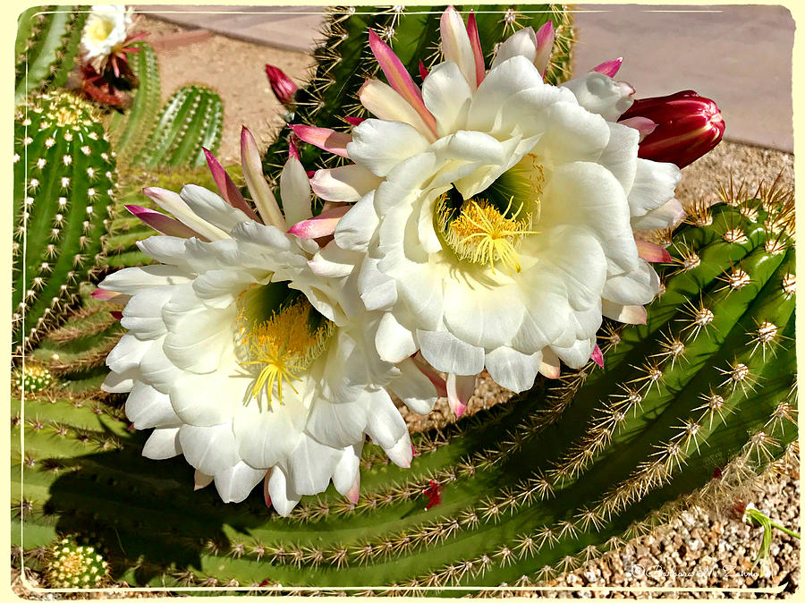 Argentine Giant Cactus on Bloom Photograph by Barbara Zahno - Pixels