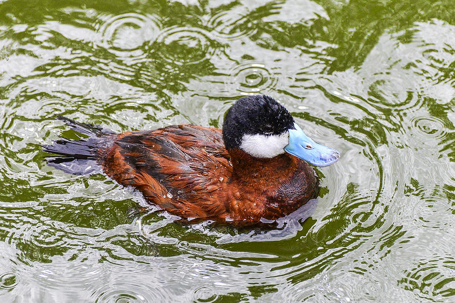 Argentine Ruddy Duck Photograph by Bill Hosford