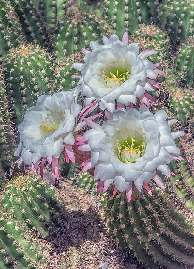 Argentine Giant Echinopsis 5897-041118-1cr Photograph by Tam Ryan