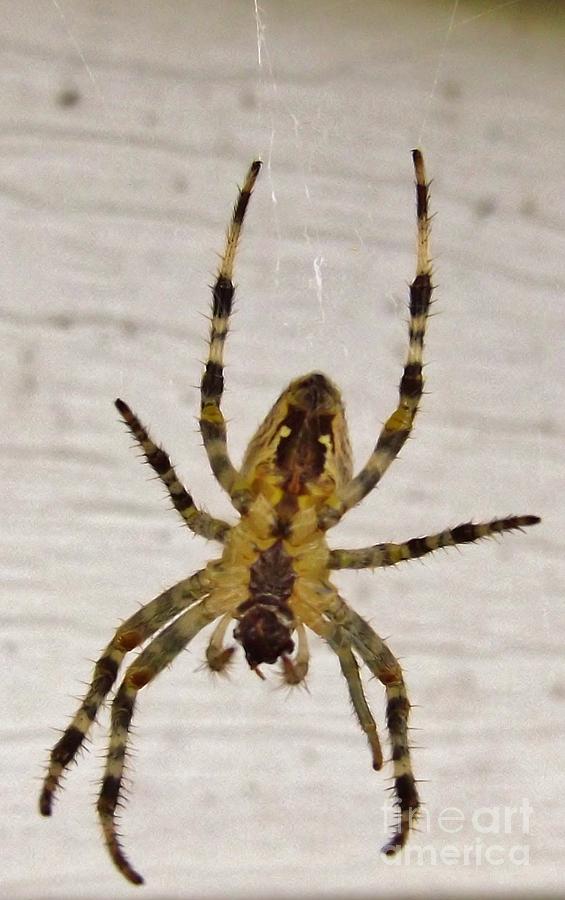 argiope-spider-aka-garden-spider-august-indiana-photograph-by-rory-cubel