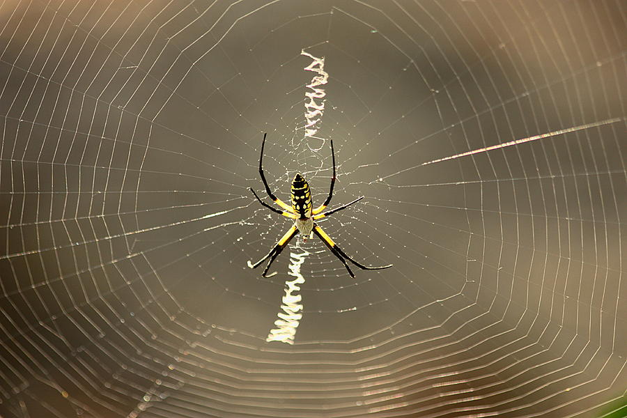 Argiope Spider and Web Photograph by Sheila Brown