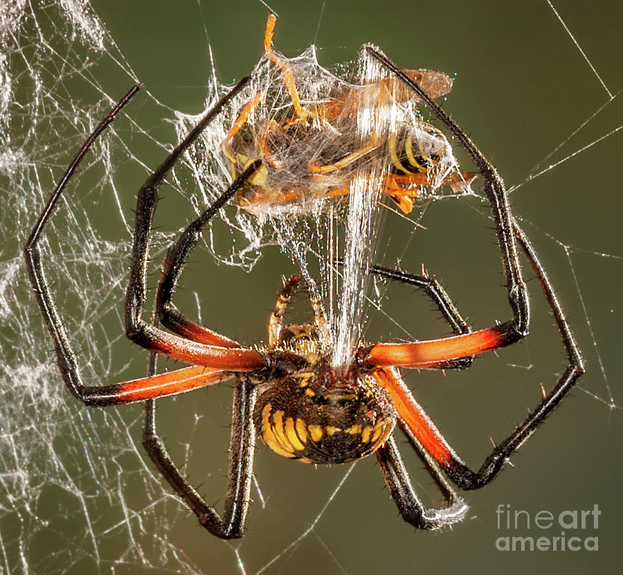 Argiope Spider Wrapping a Hornet Photograph by Jerry Fornarotto