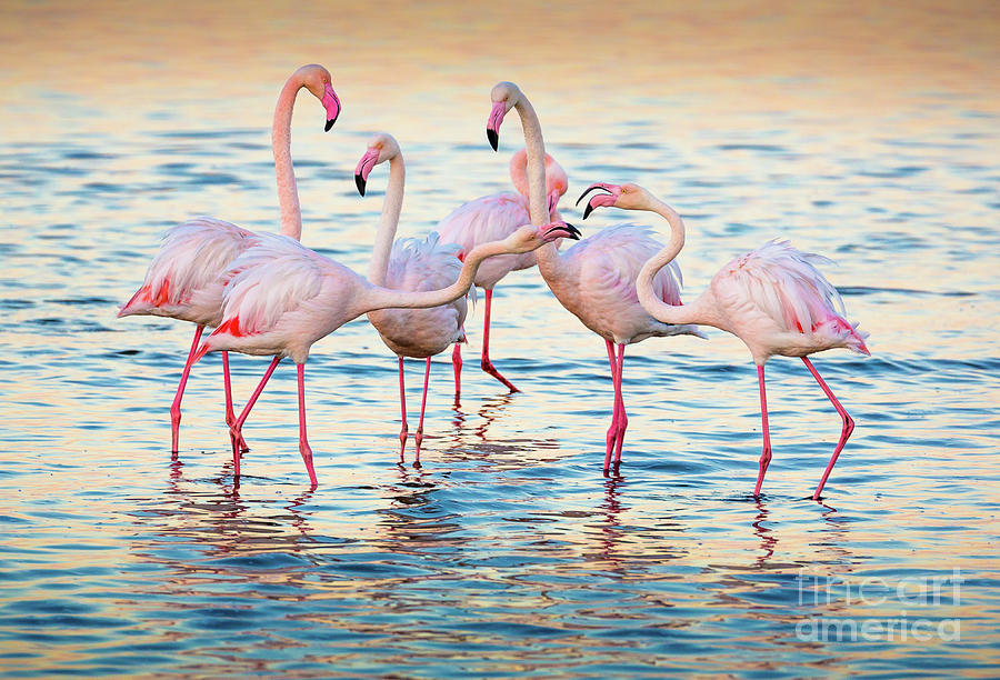 Arguing Flamingos Photograph by Inge Johnsson