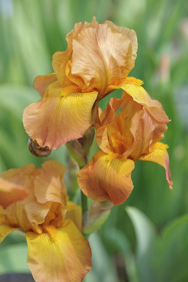 Argus Pheasant. The Beauty of Irises Photograph by Jenny Rainbow