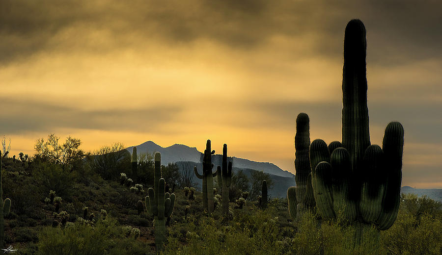 Cactus Photograph - Arizona and the Sonoran Desert by Phil And Karen Rispin