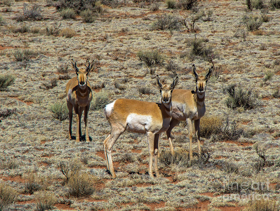 Desert Photograph - Arizona Antelope by Stephen Whalen