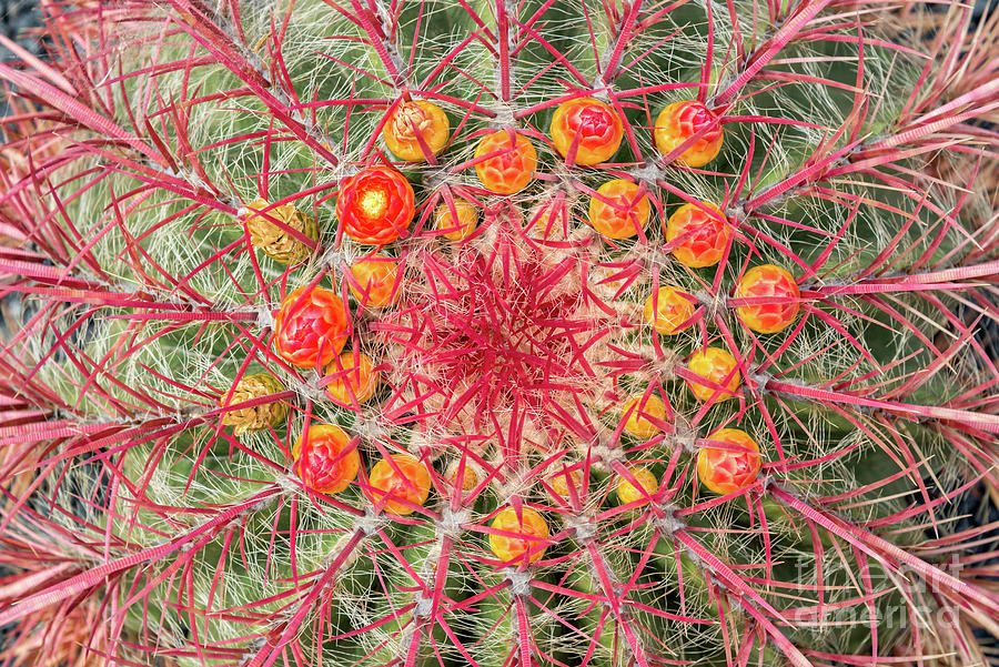 Abstract Photograph - Arizona barrel cactus by Delphimages Photo Creations