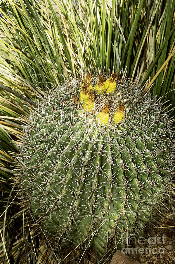 Arizona Barrel Cactus Photograph by John Kaprielian