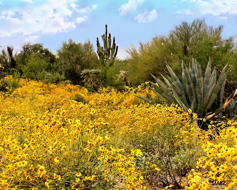 Arizona Blooming Desert Photograph by Jake Steele Pixels