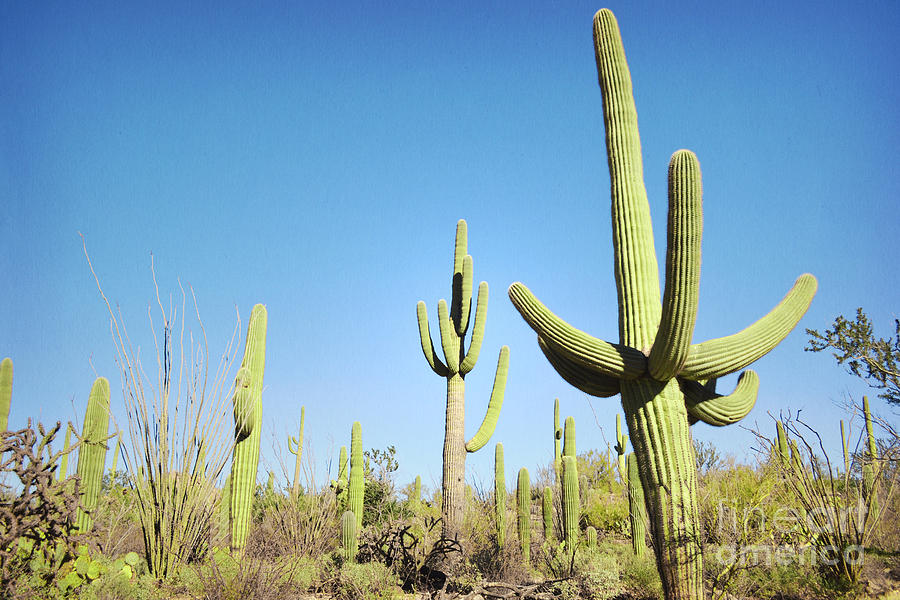 Arizona Blue Sky Saguaro Cactus Desert Photograph by Andrea Hazel Ihlefeld