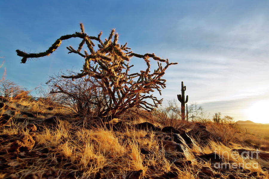 Arizona Cacti at Sundown Photograph by David Arment
