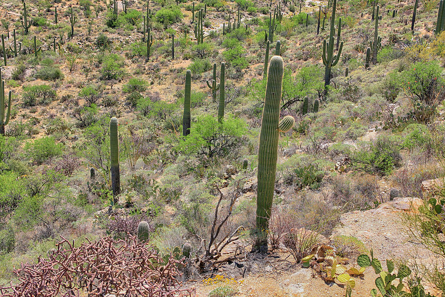 Arizona Cacti Photograph by Chris Smith