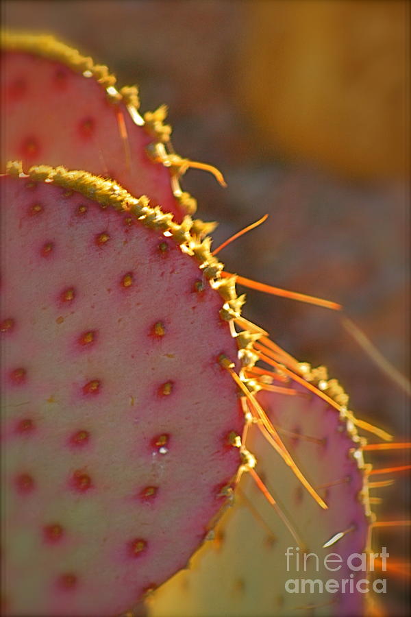 Arizona Cacti Photograph by Nadine Rippelmeyer