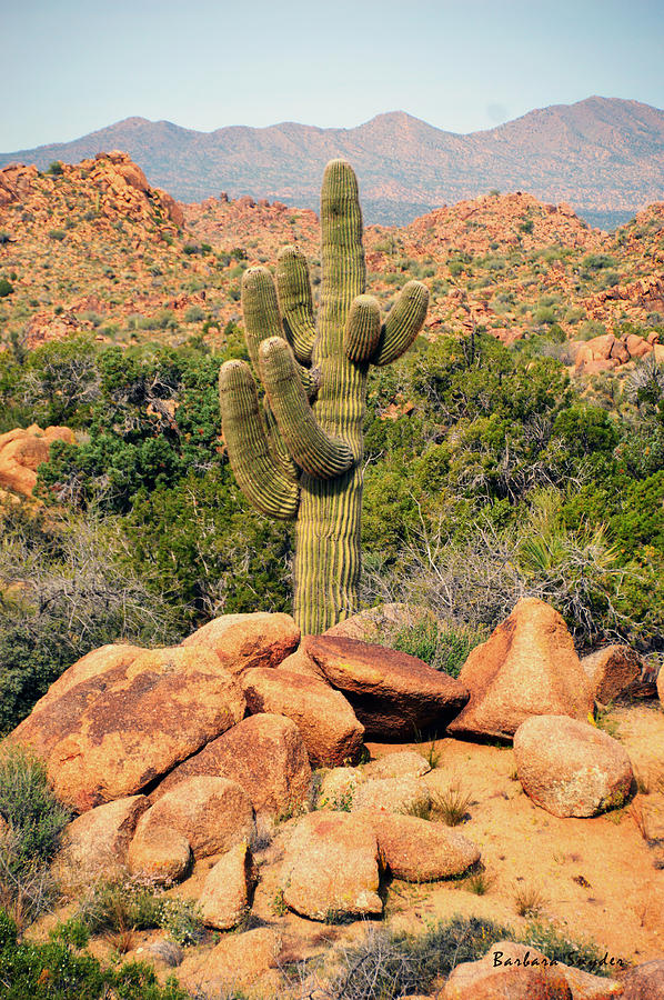 Arizona Saguaro Cactus Painting by Barbara Snyder