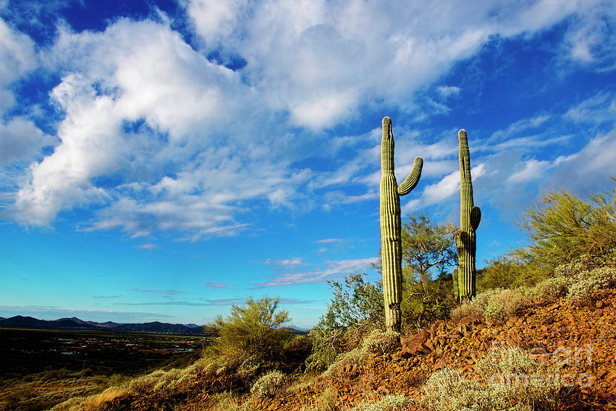 Arizona Cactus Photograph by David Arment