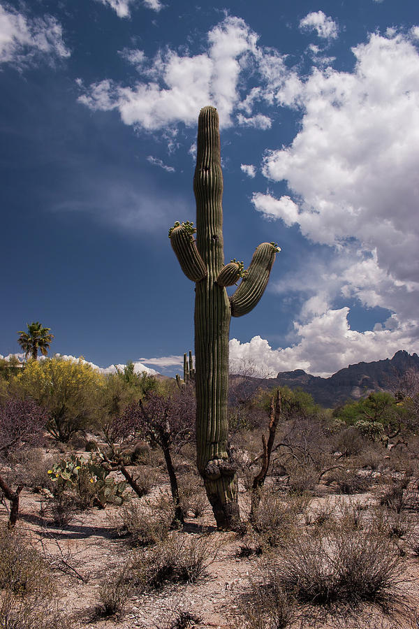 Arizona Cactus Photograph by David Palmer