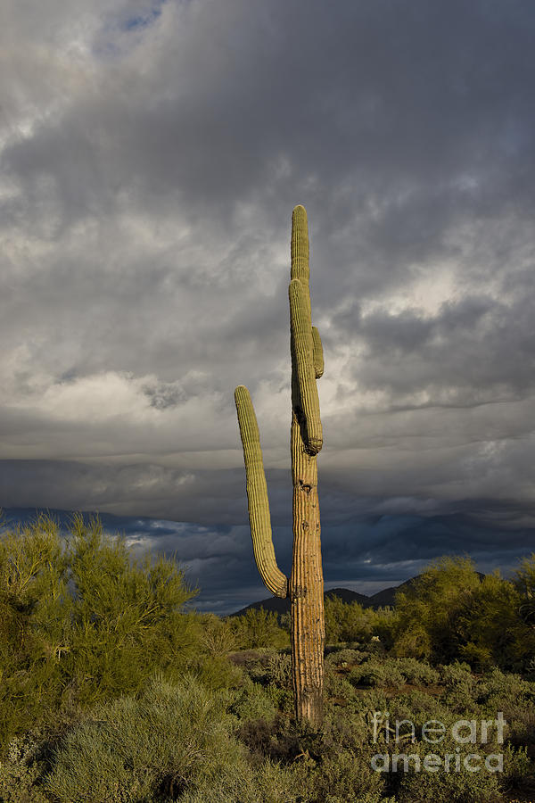Arizona Cactus Early Morning Photograph by David Arment