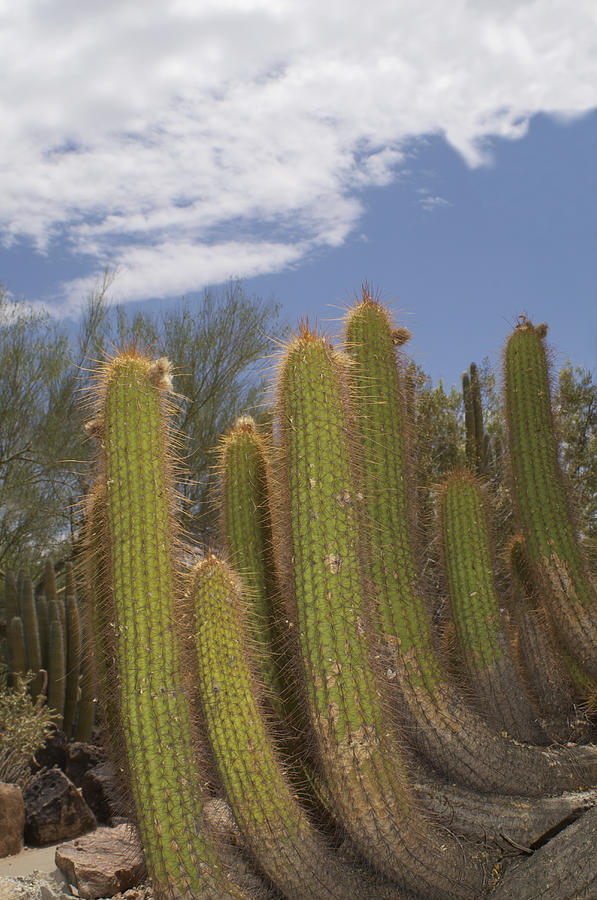 Arizona Cactus Photograph by Henri Irizarri