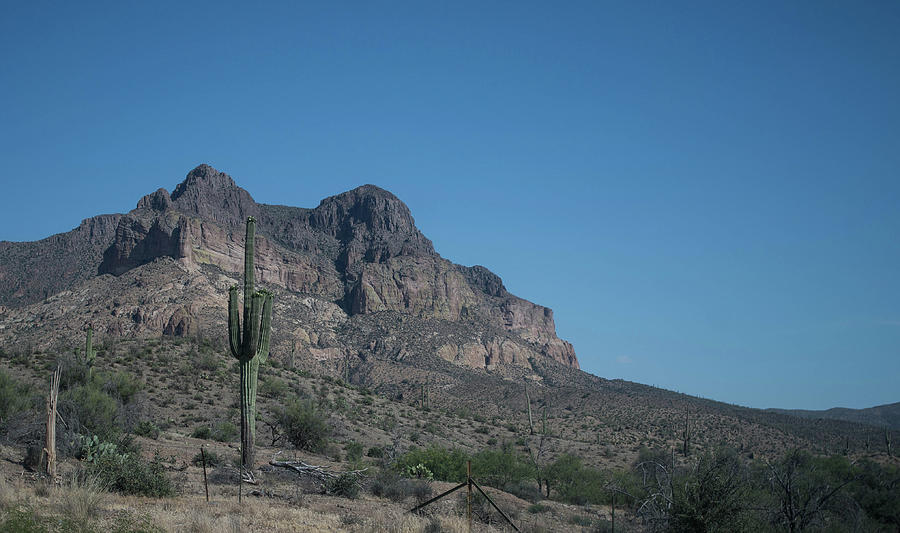 Arizona Cactus  Photograph by Mark W Johnson