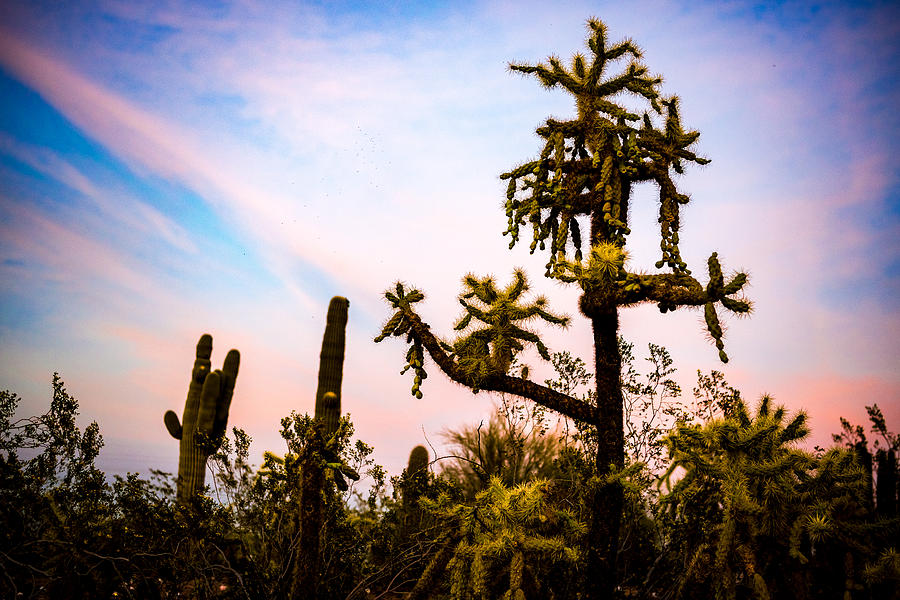 Arizona Cactus Photograph by Paul LeSage