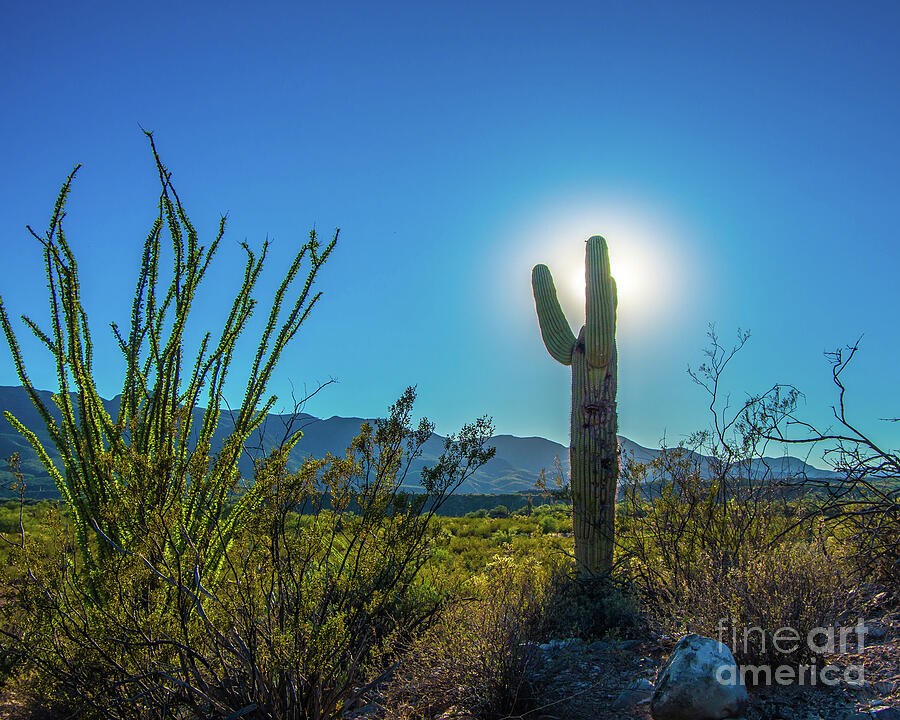 Cactus Photograph - Arizona Cactus by Stephen Whalen