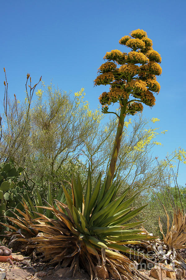 Arizona Century Plant Photograph by Bob Phillips