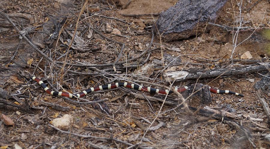 Arizona Coral Snake Photograph by Dennis Boyd