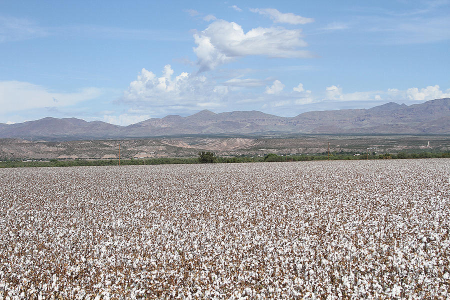 Arizona Cotton Ready To Harvest Photograph by Tom Janca