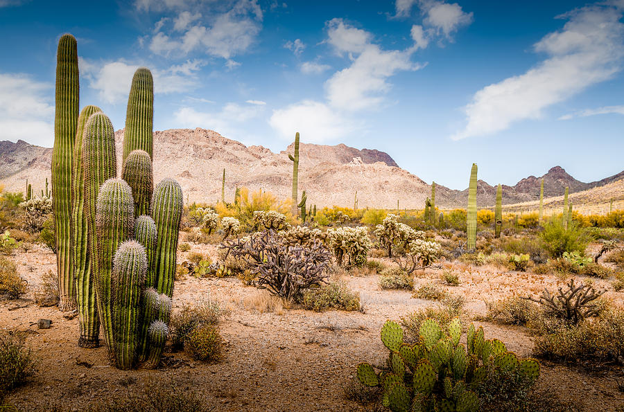 Arizona Desert #3 Photograph by Jon Manjeot - Fine Art America