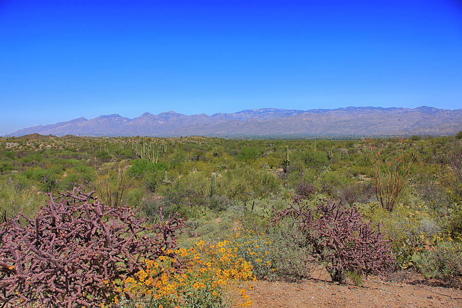 Arizona Desert Photograph by Chris Smith