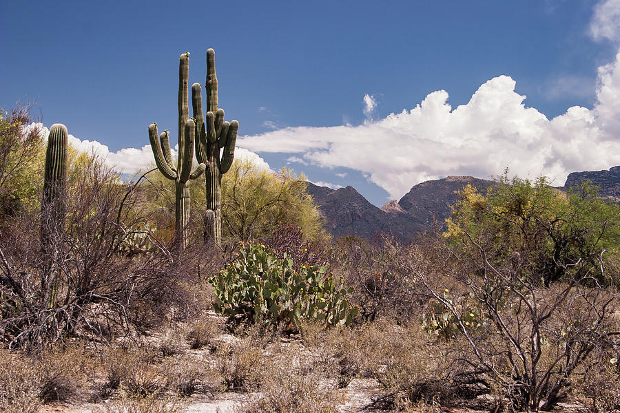 Arizona Desert Photograph by David Palmer