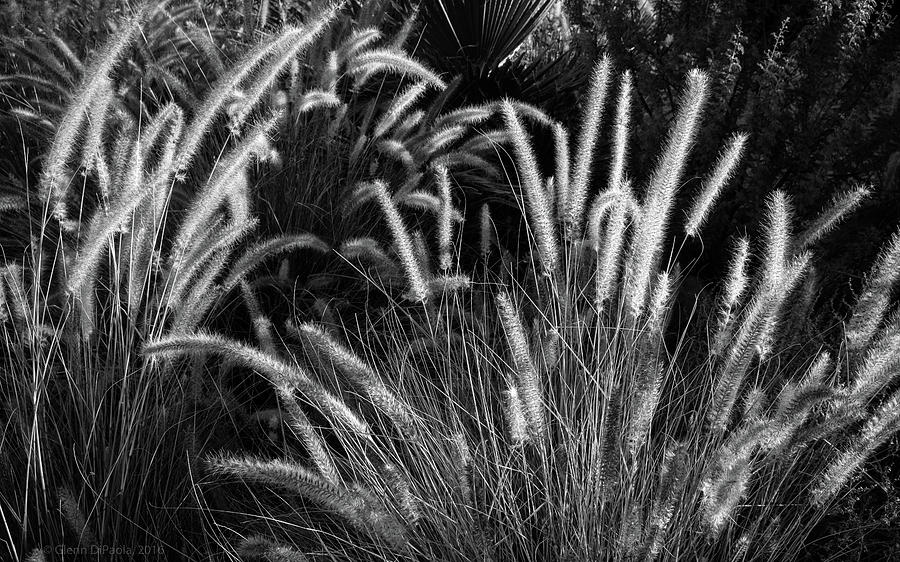Arizona Desert Grasses Photograph by Glenn DiPaola