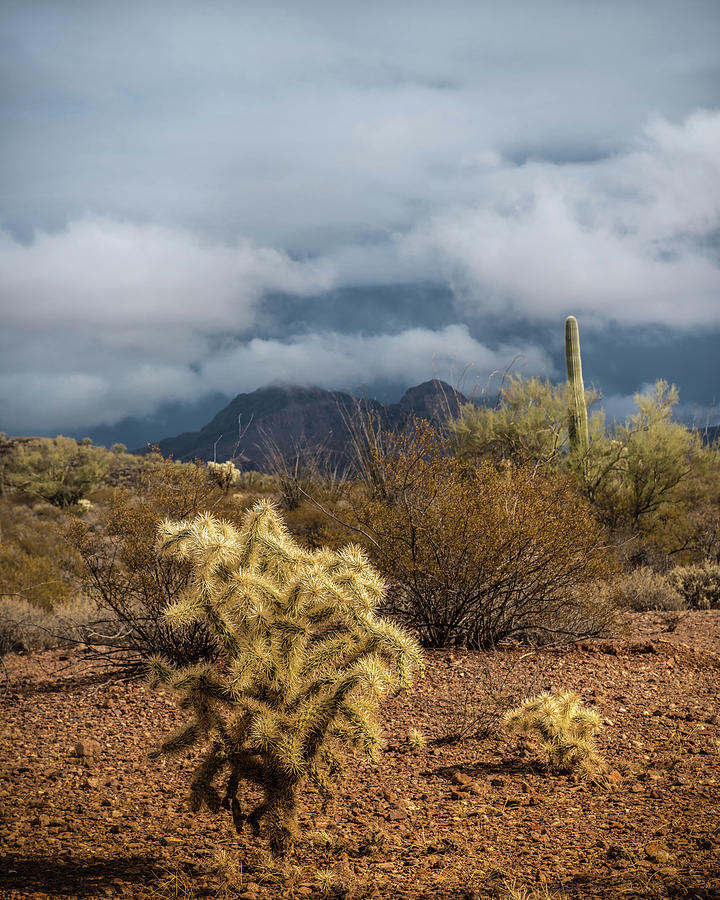 Arizona Desert Photograph by Joseph Smith