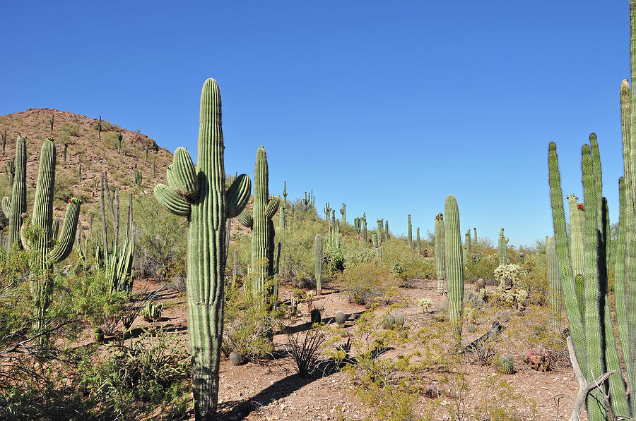 Arizona Desert Landscape Photograph By Ingrid Perlstrom - Fine Art America