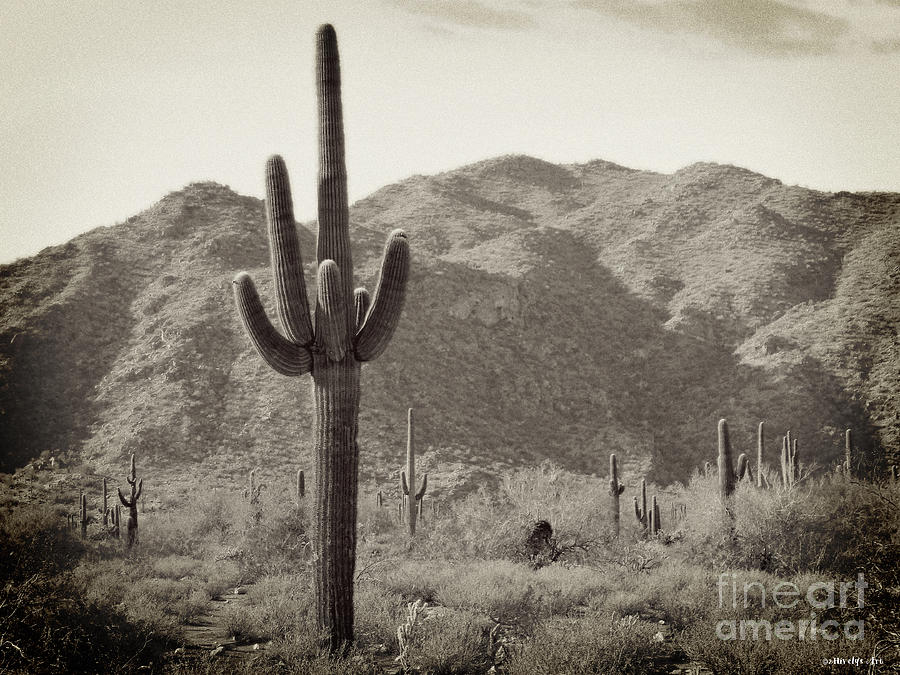 Sunset Photograph - Arizona Desert by Two Hivelys