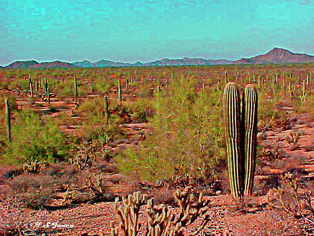 Arizona Desert Nice Place For A Walk Digital Art by Tom Janca