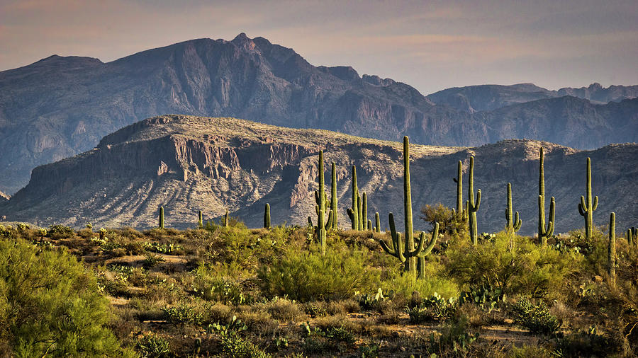 Arizona Desert  Photograph by Saija Lehtonen